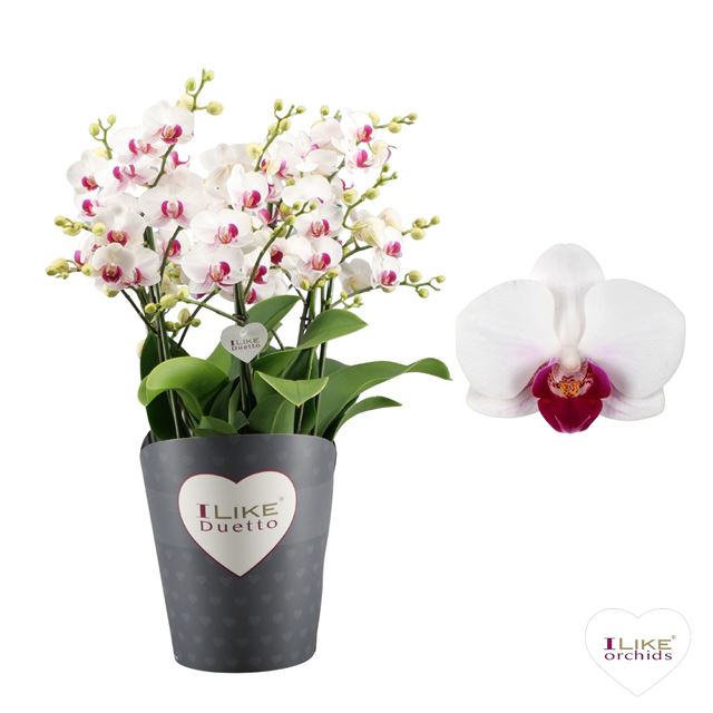 Picture of Phalaenopsis duetto multi safe haven
