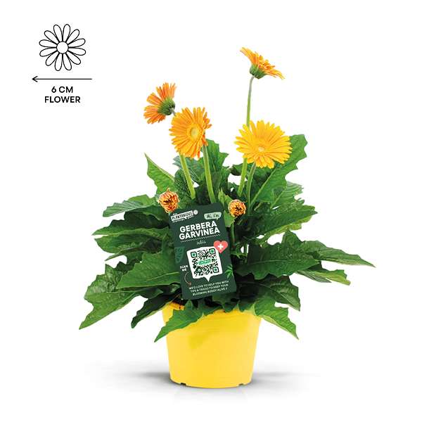 Picture of Garvinea gerbera geel