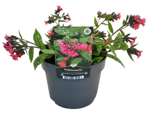 Picture of Pulmonaria shrimps on the barbie