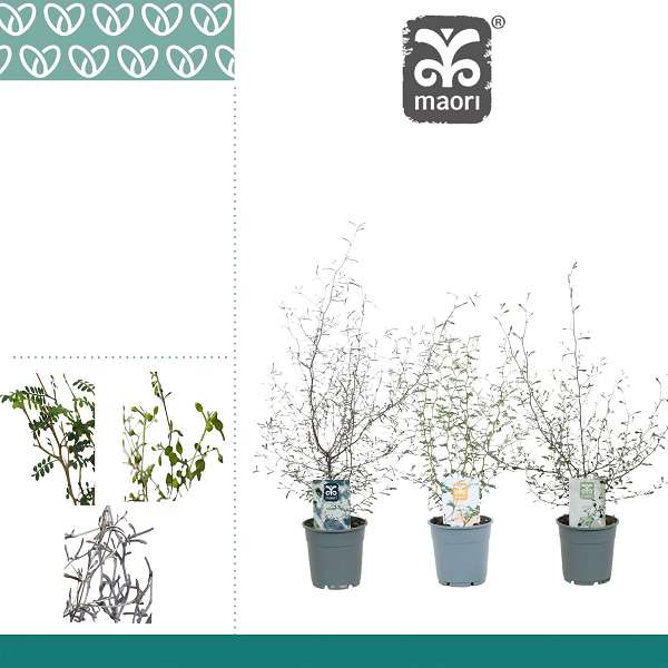 Picture of Maori mix (corokia - sophora)