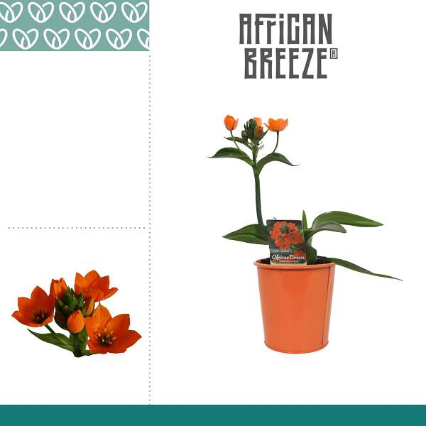 Picture of Ornithogalum dubium 01-stem orange in zinc pot