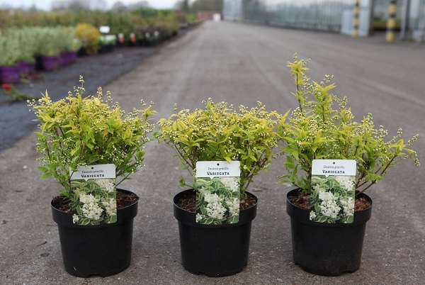 Picture of Deutzia gracilis variegata