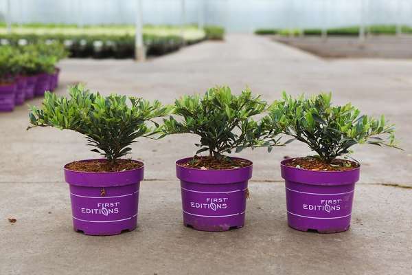 Picture of Distylium coppertone