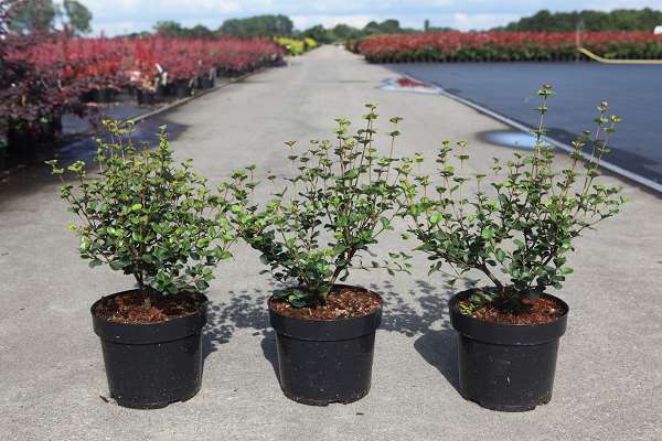 Picture of Viburnum harryanum