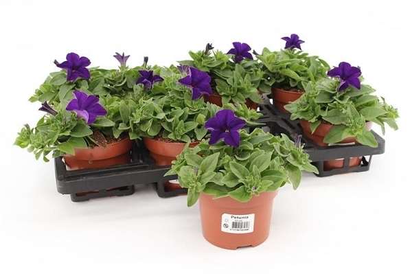 Picture of Petunia surfinia dark blue