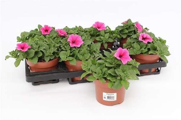 Picture of Petunia surfinia pink