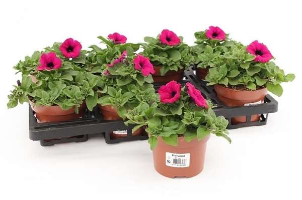 Picture of Petunia surfinia purple