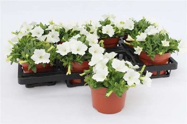 Picture of Petunia surfinia white