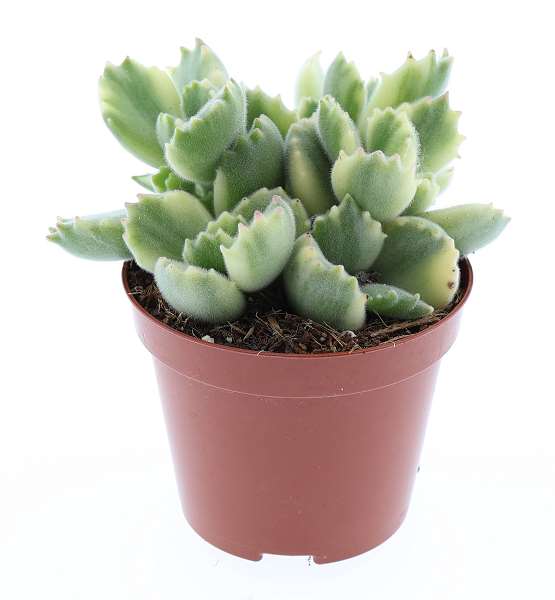 Picture of Cotyledon ladysmithiensis variegata