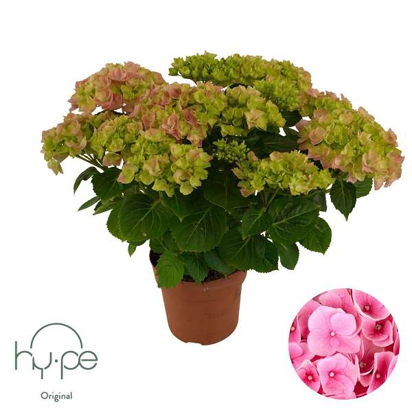 Picture of Hydrangea mophead 07+fl pink