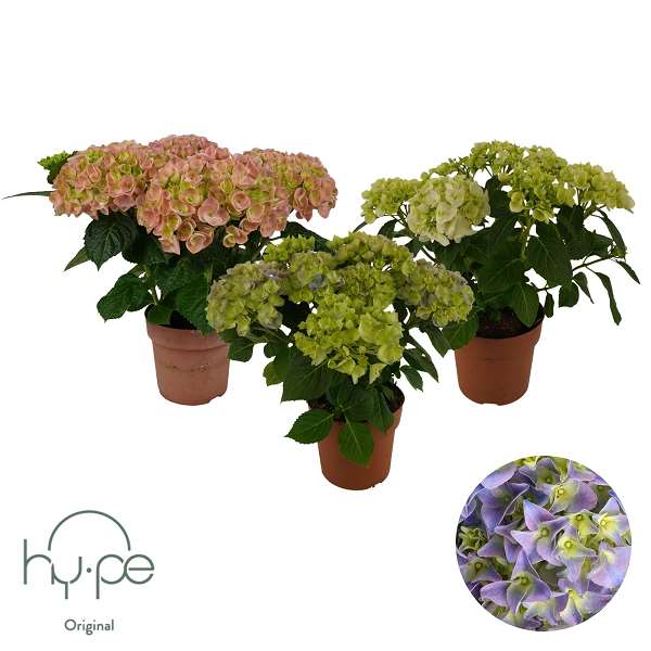 Picture of Hydrangea mophead 05+fl mix