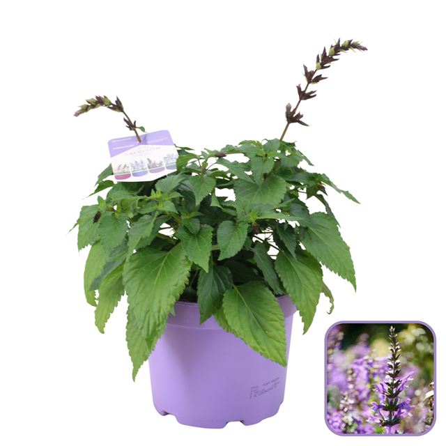 Picture of Salvia salgoon lake george