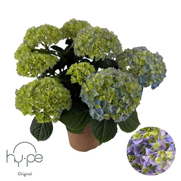 Picture of Hydrangea mophead 07+fl blue