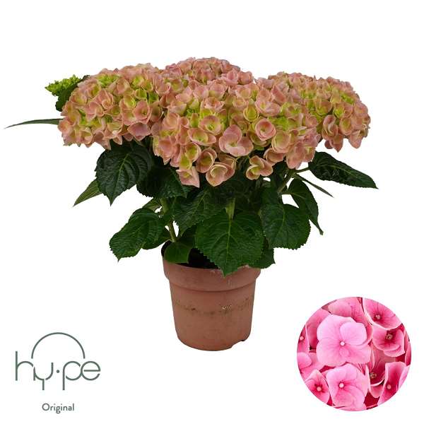 Picture of Hydrangea mophead 05+fl pink