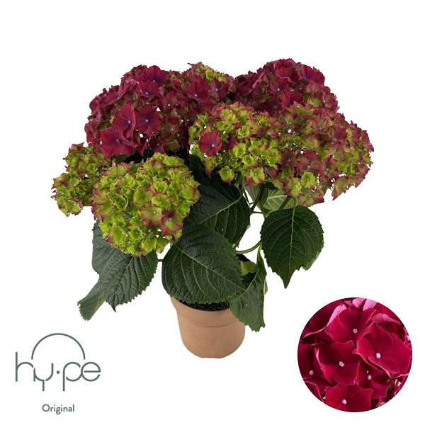 Picture of Hydrangea mophead 05+fl red