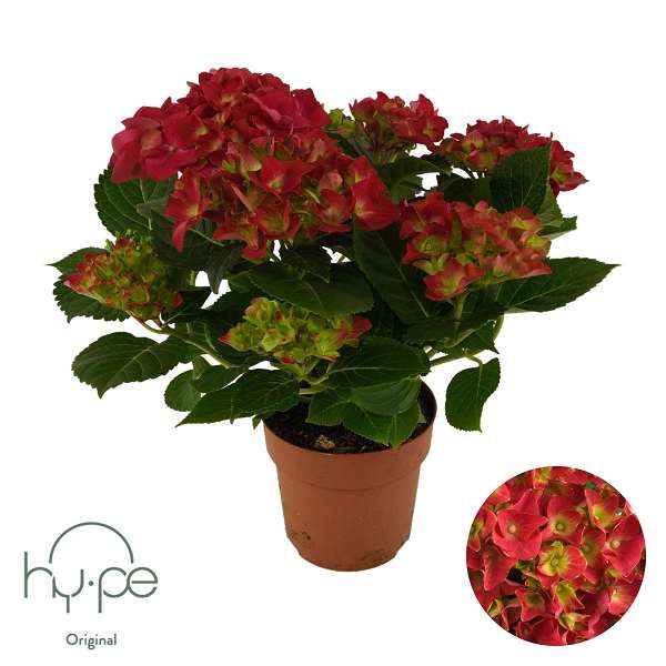 Picture of Hydrangea mophead 07+fl red