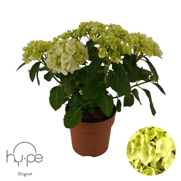 Picture of Hydrangea mophead 05+fl white