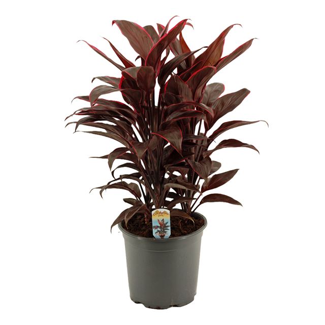 Picture of CORDYLINE FRUTICOSA 03PP MAMBO