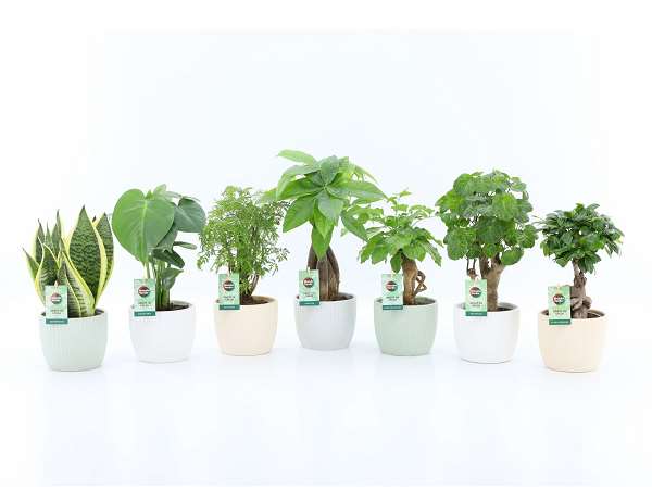 Picture of Foliage mix in ceramic