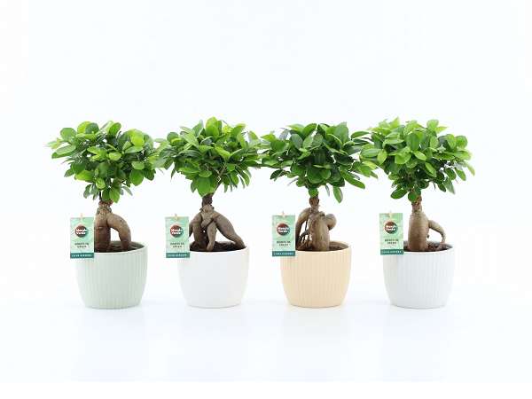 Picture of Ficus microcarpa ginseng in ceramic