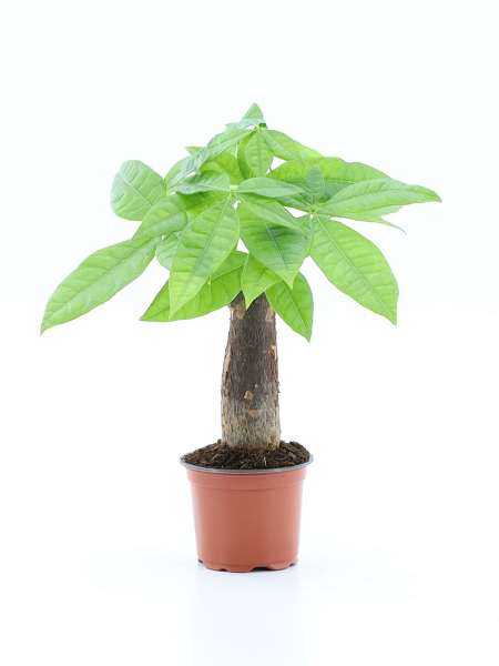 Picture of Pachira aquatica straight stem