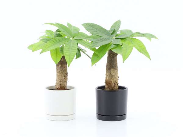 Picture of Pachira aquatica straight stem in ceramic