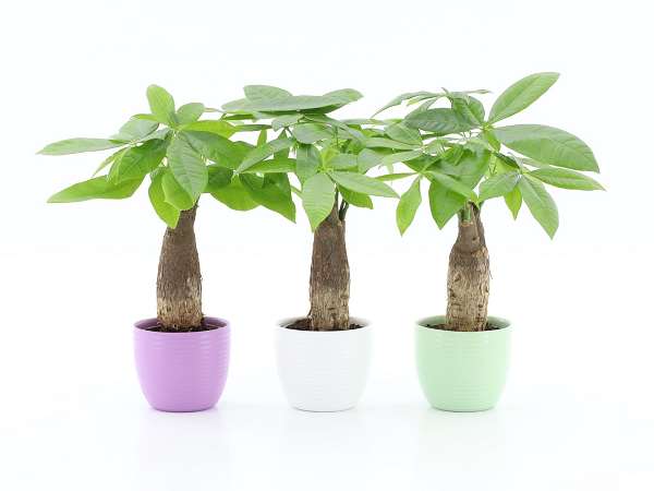 Picture of Pachira aquatica straight stem in ceramic