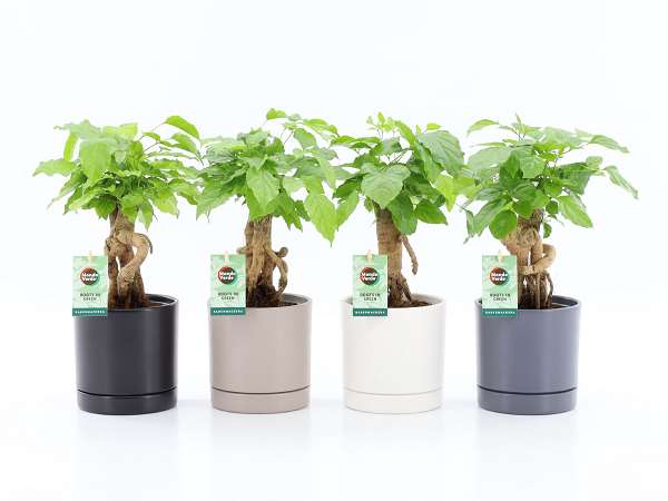 Picture of Radermachera bonsai in ceramic