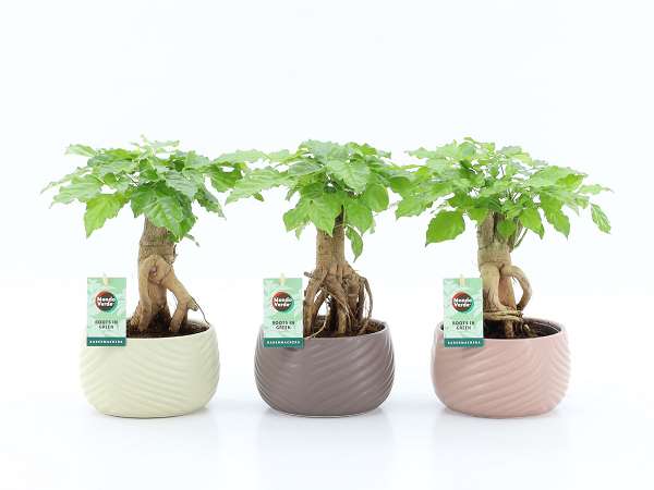 Picture of Radermachera bonsai in ceramic