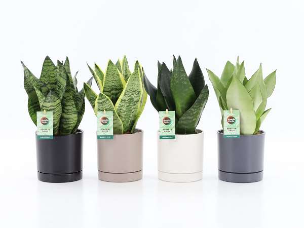 Picture of Sansevieria mix in ceramic
