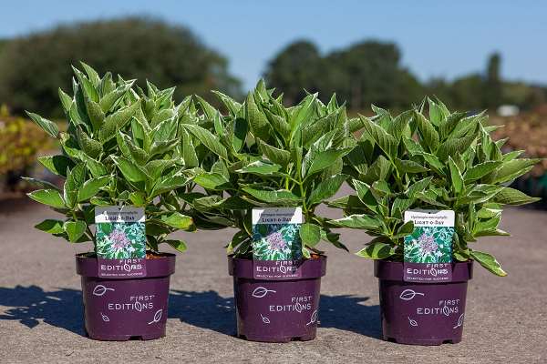 Picture of Hydrangea macrophylla light-o-day
