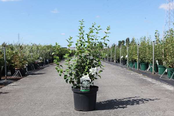 Picture of Philadelphus snowbelle