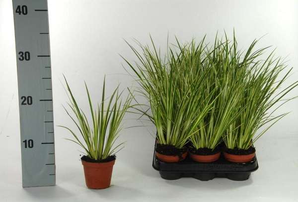 Picture of Acorus calamus variegatus