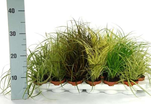 Picture of Carex mix