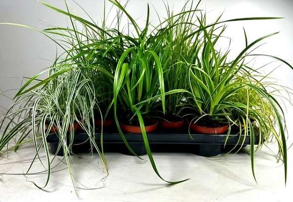 Picture of Carex mix