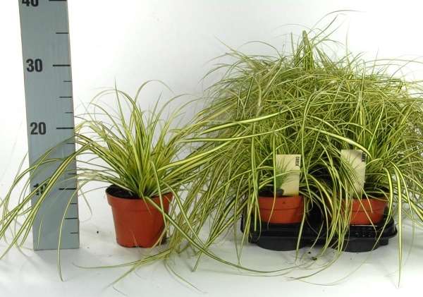 Picture of Carex oshimensis evergold
