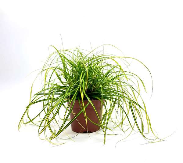 Picture of Carex oshimensis eversheen