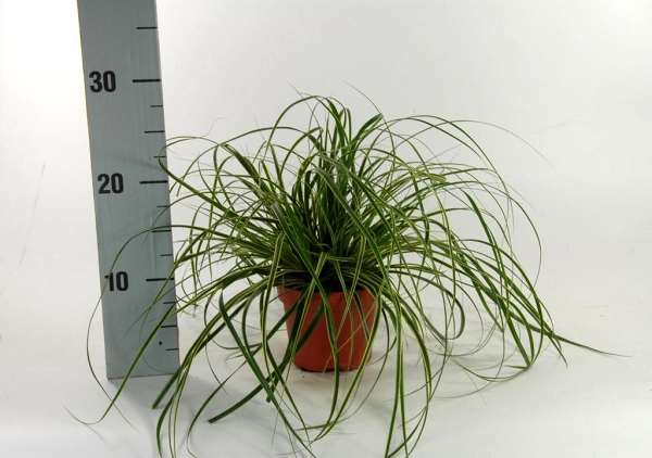 Picture of Carex morrowii fisher's form