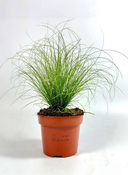 Picture of Carex comans frosted curls