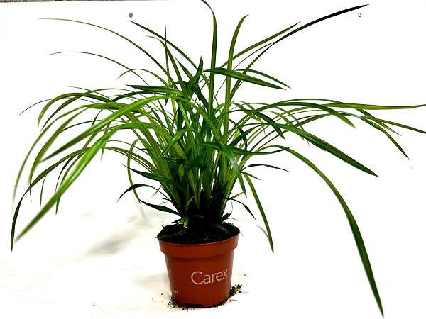 Picture of Carex morrowii irish green