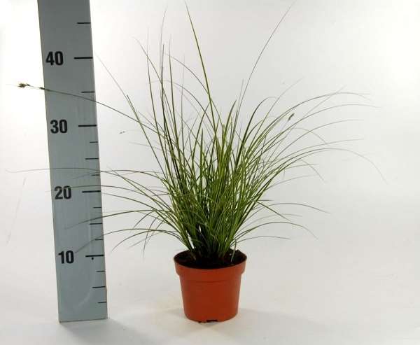 Picture of Carex brunnea variegata