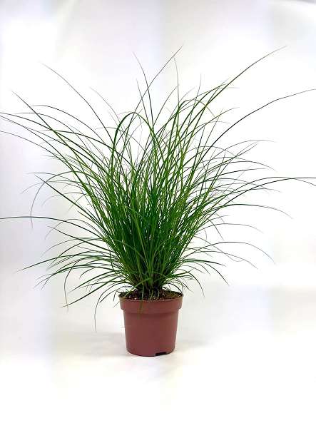 Picture of Carex brunnea green