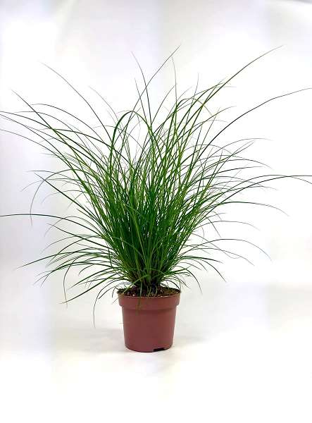 Picture of Carex brunnea