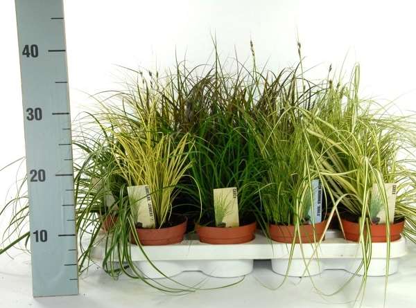 Picture of Carex mix