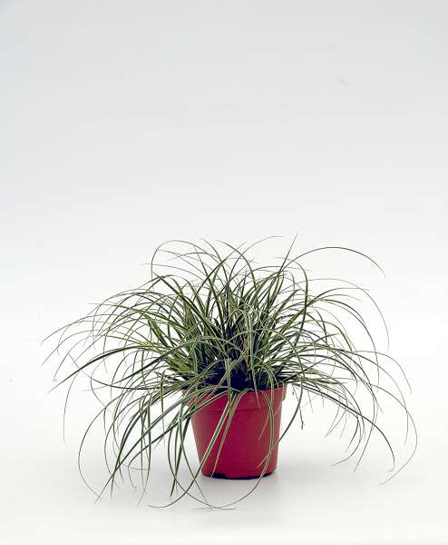 Picture of Carex conica snowline
