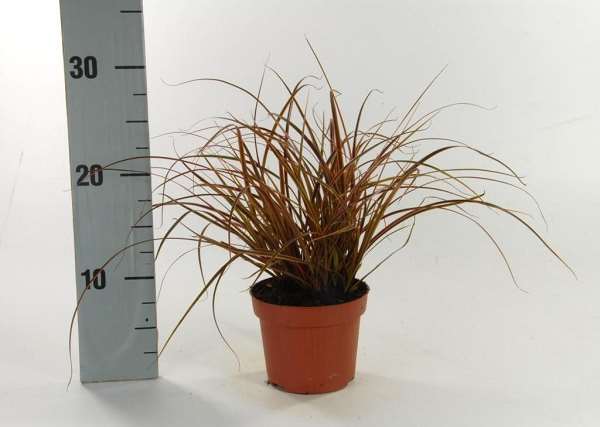 Picture of Uncinia everflame