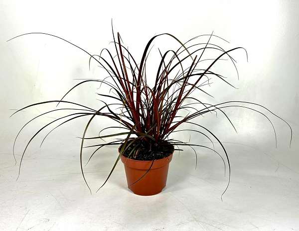 Picture of Uncinia rubra