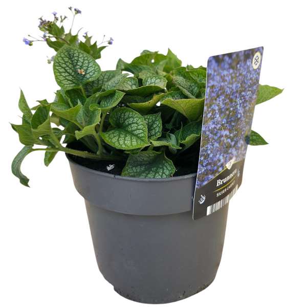 Picture of Brunnera macrophylla silver carpet