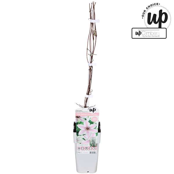 Picture of Clematis big and easy striped pink ithemba