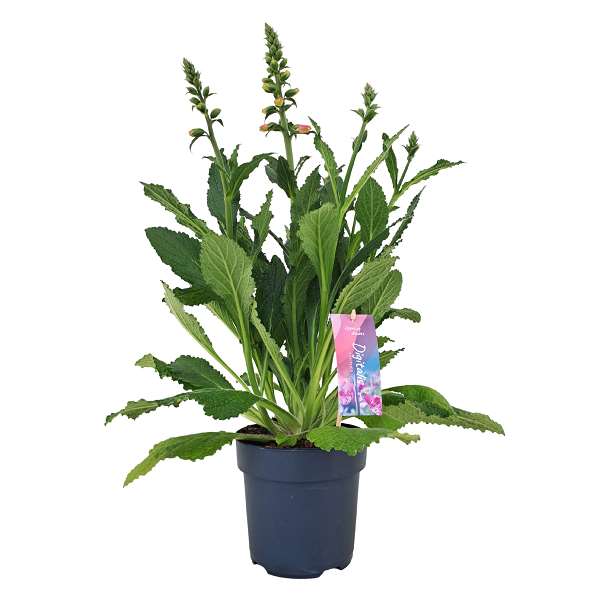 Picture of Digitalis purpurea panther